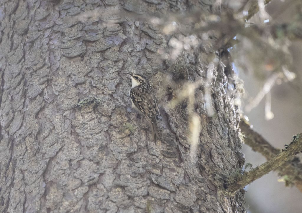 Rampichino alpestre (Certhia familiaris)